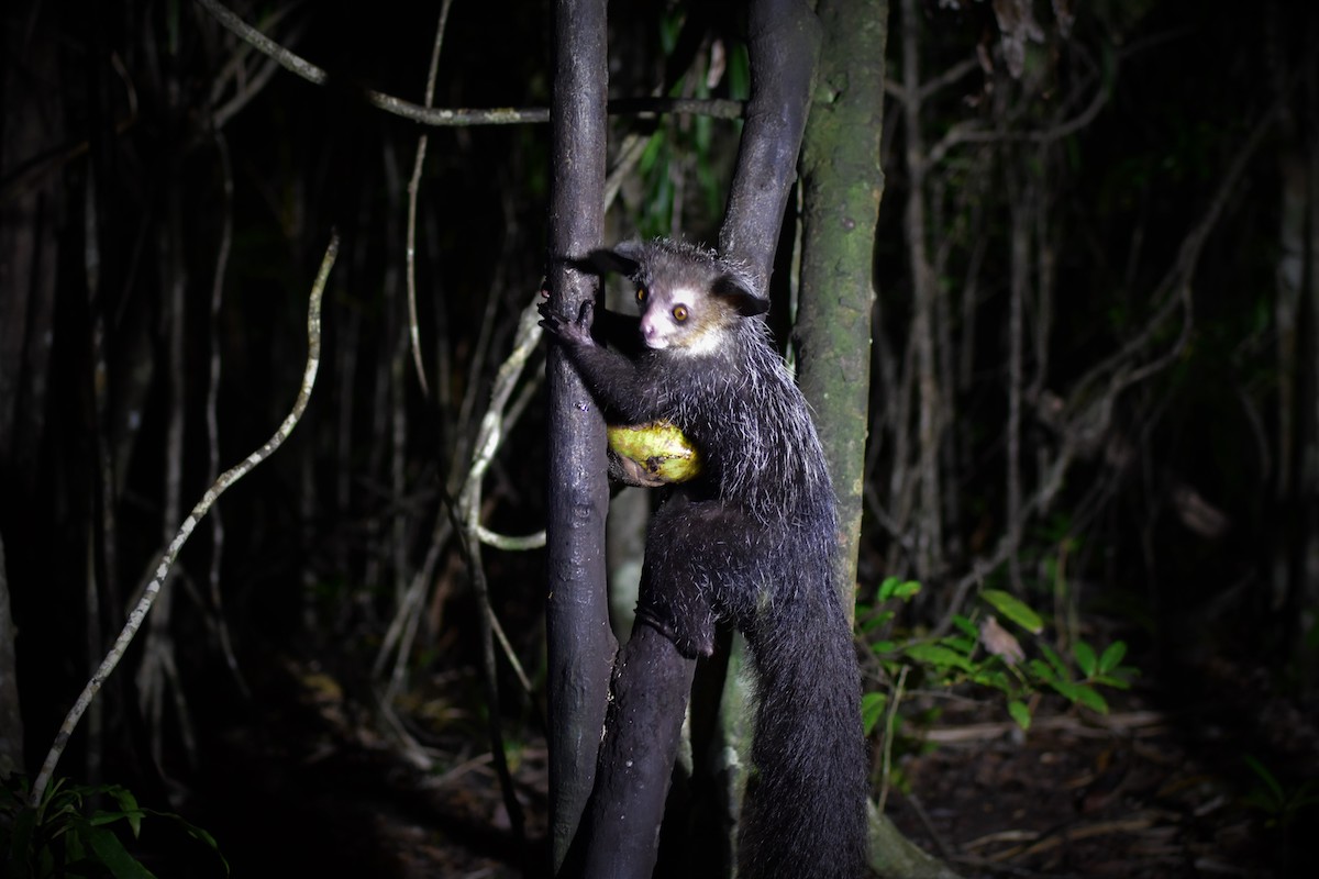 Soul of Madagascar Tours | Tours
